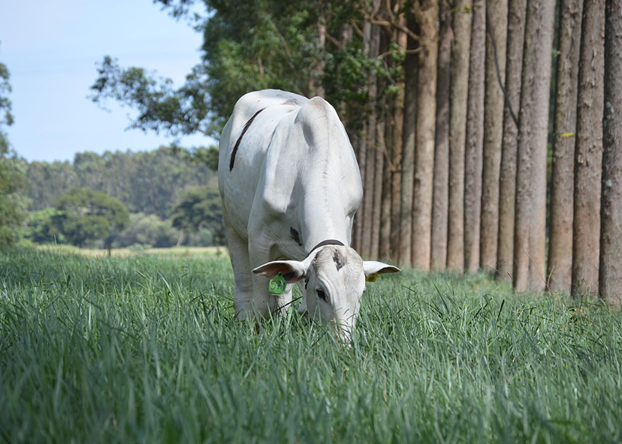 A pecuária como protagonista da agropecuária de baixo carbono